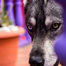 PELUQUERÍA CANINA LOBO