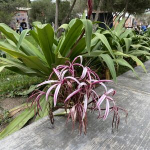 Jardinería y Plantas