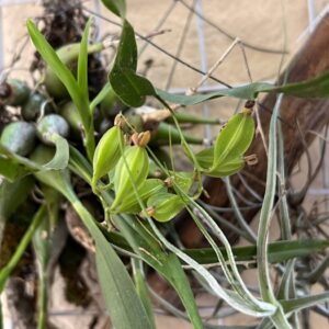 FLORES , RAMOS ,PLANTAS ORNAMENTALES, GUARNICIONES PARA EVENTOS